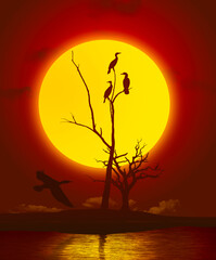 Cormorants are seen roosting in a bare tree at sunset as another cormorant flies by looking for a roosting spot. This is a 3-d illustration.