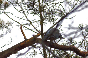 pigeon bird perching on a branch of a coniferous tree
