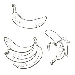 Linear drawing of bananas. Peeled banana, a bunch of bananas.
