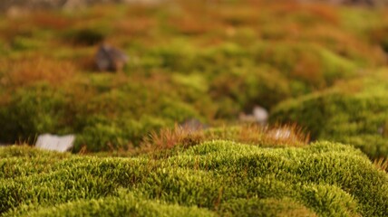 moss,.moss field, ruin, summer ruins,