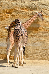 Two male and female giraffes (Giraffa camelopardalis) against a cliff