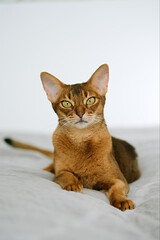 Beautiful abyssinian cat lying in bed. Graceful  pet comfortably settled to sleep   
