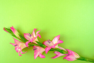 Lily flowers on green background. Spring concept. Copy space. Flat lay