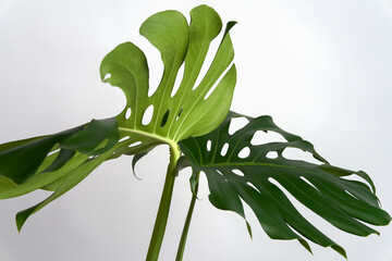 Two large decorative monstera leaves on a white background. © ROMAN DZIUBALO