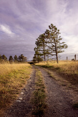silver cloudy sky over golden summer fields with a dirt road