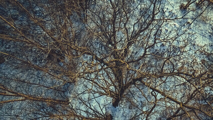 Fototapeta premium Dusk with the very tops of trees looking down in winter