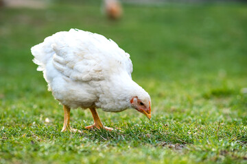 Hen feed on traditional rural barnyard. Close up of chicken standing on barn yard with green grass. Free range poultry farming concept.