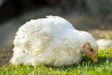 Hen feed on traditional rural barnyard. Close up of white chicken sitting on barn yard with green grass. Free range poultry farming concept