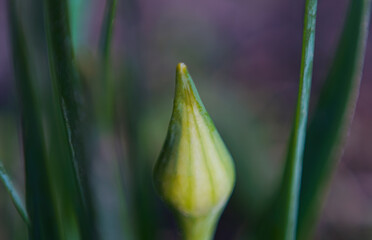Unopened tulip flower buds