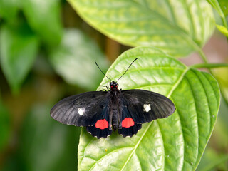 Closeup of Parides arcas on leaf seen from above