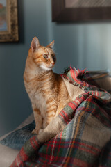 brown tabby cat with green eyes sitting on a colorful blanket
