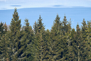 Forest by Lake Mjøsa, Norway.