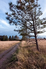 path beach dunes with fence tall trees and clouds