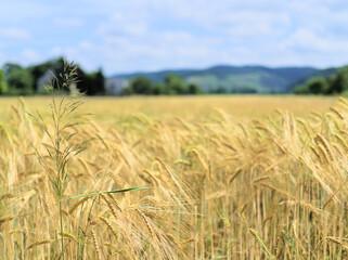 wheat field in summer with mountains in the background