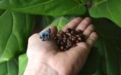Fototapeten Every time you drink from a porcelain espresso mug, be aware of the responsibility of destroying the rainforest for a few coffee beans. Chimpanzee gorilla primates are endangered. plastic figurines © Michal