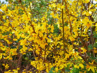 Arbrisseau ou arbustes à feuilles ou fleurs jaunes, dans un parc parisien, gros plan de magnifiques fleurs pendant la saison de printemps, éclairage soleil et émerveillement floral