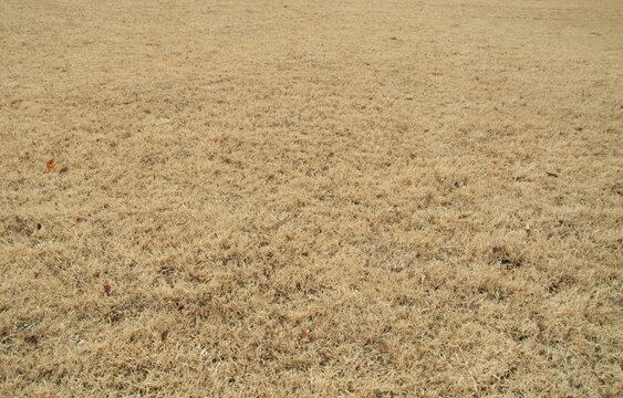 Winter dry yellow grass field