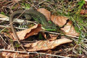 Iberian rock lizard sunbathes on the ground of the beech forest 