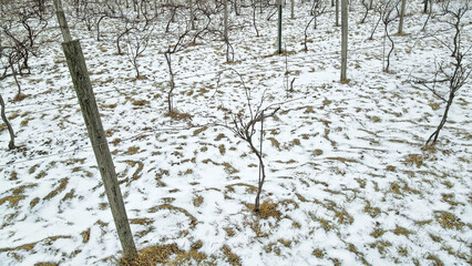 Snow covered vineyard during winter season