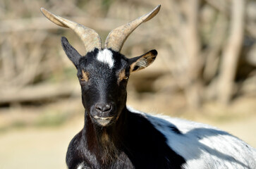 Portrait brown and black Rove goat (Capra aegagrus). The Rove goat is primarily characterized by its long, twisted horns.