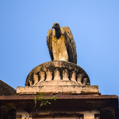 Indian Vulture or long billed vulture or Gyps indicus close up or portrait at Royal Cenotaphs (Chhatris) of Orchha, Madhya Pradesh, India, Orchha the lost city of India