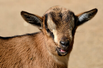 Portrait of lamb sheep of Cameroun(Ovis aries) 