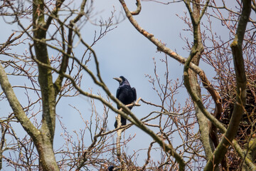 a rook (Corvus frugilegus) perched high in winter treetops