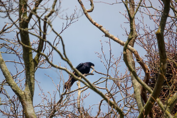 a rook (Corvus frugilegus) perched high in winter treetops