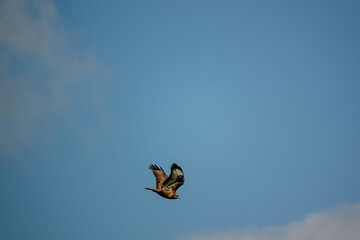 a buzzard (Buteo buteo) in flight under a blue winter sky on the lookout for prey or carrion