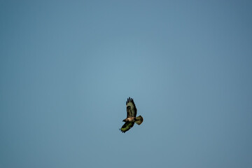 Fototapeta premium a buzzard (Buteo buteo) in flight under a blue winter sky on the lookout for prey or carrion