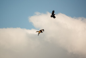 a crow (Corvus) harrassing a red kite (Milvus milvus) under a blue sky white cloud