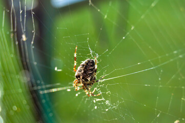 spider on the web