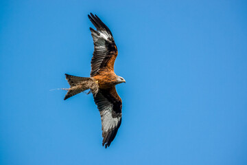 red kite (Milvus milvus) soaring under a clear dark blue sky