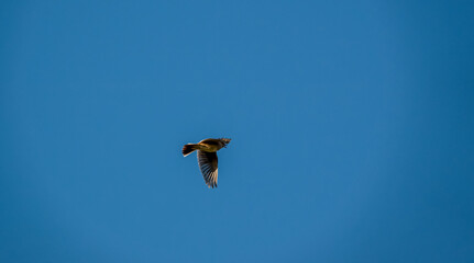 red kite (Milvus milvus) soaring under a clear dark blue sky