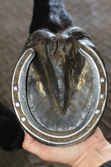 horse hoof barefoot and shod