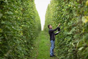 An agronomist with a laptop inspects a crop of green beans