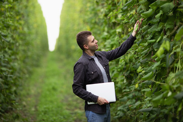 An agronomist engineer inspects a green bean pod on a plantation. Evaluation of the harvest