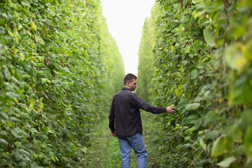 Naklejka na ściany i meble A farmer inspects his field. Green field of beans