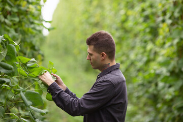 A farmer inspects green bean pods. Harvest of beans