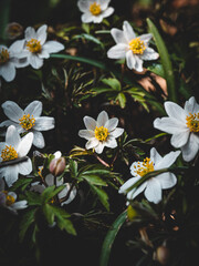 Fototapeta na wymiar Macroaufnahme von Frühlingsblumen und die zum Blühen begonnen haben 