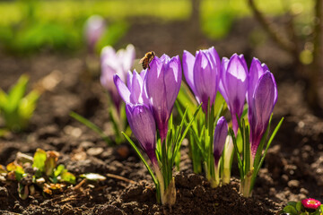 Bee sits on beautiful blooming purple crocuses illuminated by sunlight on natural ground background