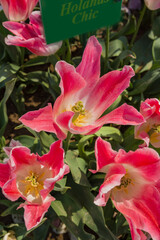 beautiful and colorful tulips with green leaves on the meadow in spring