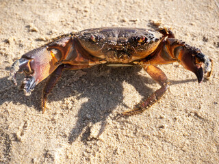 Live mud crab. Raw scylla serrata Close-up. Raw materials for seafood restaurants concept.