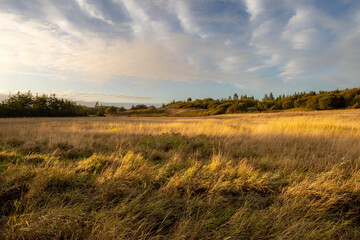 dry yellow grass meadow under white rolling clouds