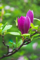 Beautiful pink spring magnolia flowers on a tree branch with green background in the garden. Natural wallpaper with blooming flowers on the tree branch. Phone wallpaper with vertical location.