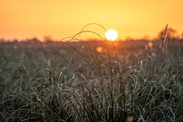 Pomarańczowy zachód słońca z wysoką trawą w chłodnych odcieniach na pierwszym planie - obrazy, fototapety, plakaty