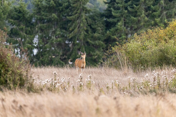 single adult deer walking through a field covered in tall grass