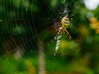Wasp spider sits on a web in the garden.