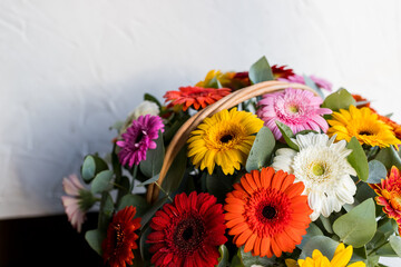 Flower arrangement with colorful daisies in basket.Beautiful gerbera flower basket.Beautiful flowers bouquet with gerberas