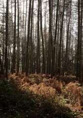 Fototapeta premium Sunlit forest